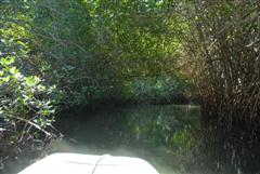 Jungle River Tour