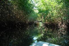 Panga Tour