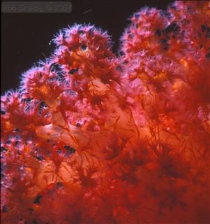 Red Sea Soft Coral