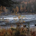 See the decoy moose at the rivers edge