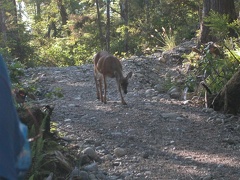 Mandatory wildlife on our nature walk in Ucluelet
