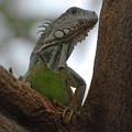Iguana park in downtown Guayaquil