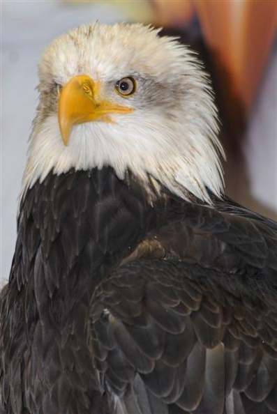 Sitka the eagle at the raptor center.jpg
