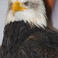 Sitka the eagle at the raptor center