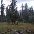 Horses sleeping at Cody cabin
