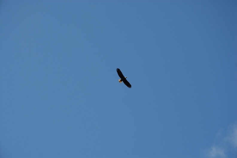 Eagle circling above.JPG