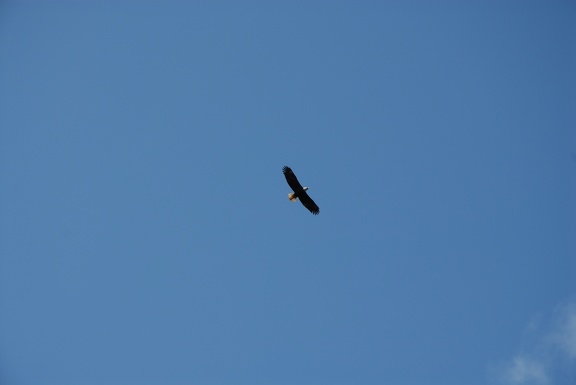 Eagle circling above