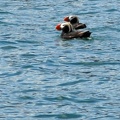 And some puffins