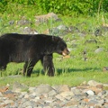A black bear on the beach at North Sandy