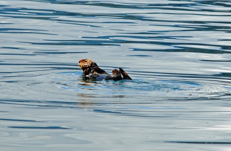 A cute little sea otter.jpg