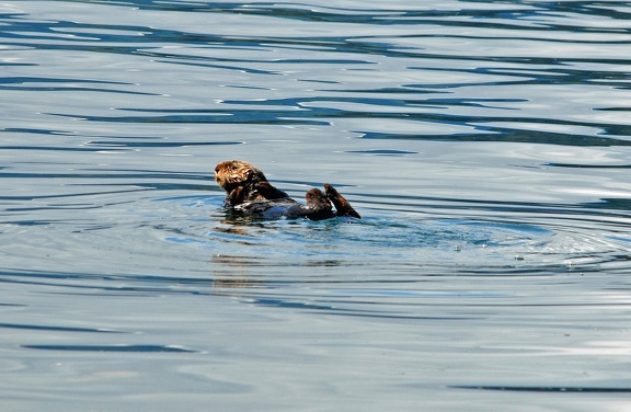 A cute little sea otter