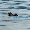 A cute little sea otter