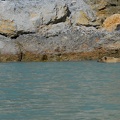 A dog paddle around the rocks