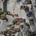 A kittiwake colony at South Marble also