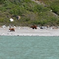 Sharing the beach with bears