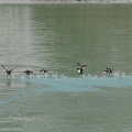 The ducks taking off are funny