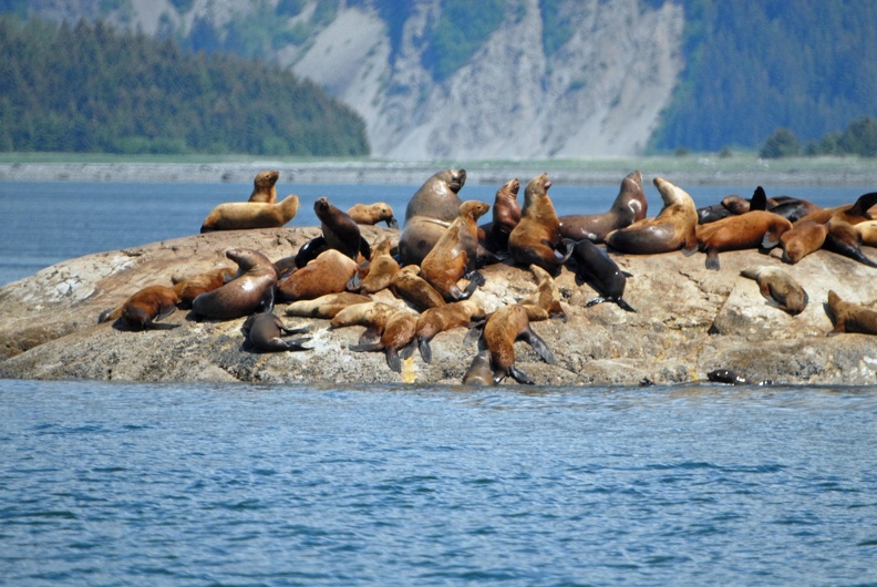 The sea lions at South Marble Island.jpg