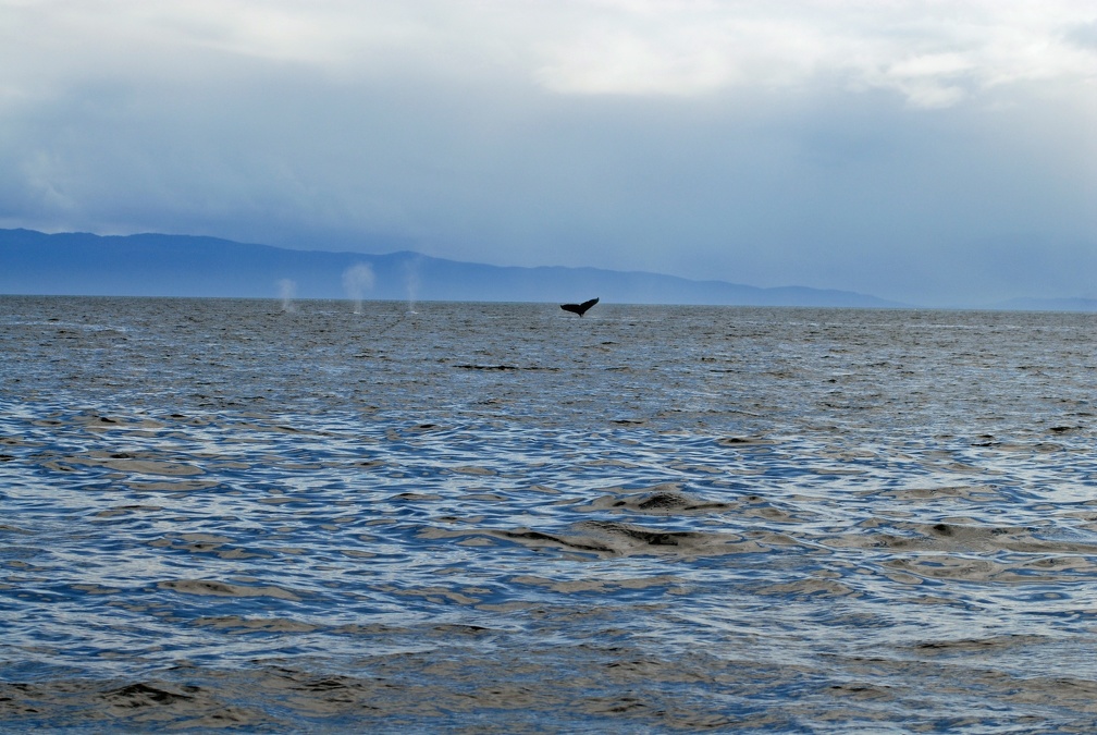 A pack of whales in Icy Strait