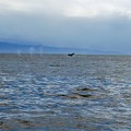 A pack of whales in Icy Strait.jpg
