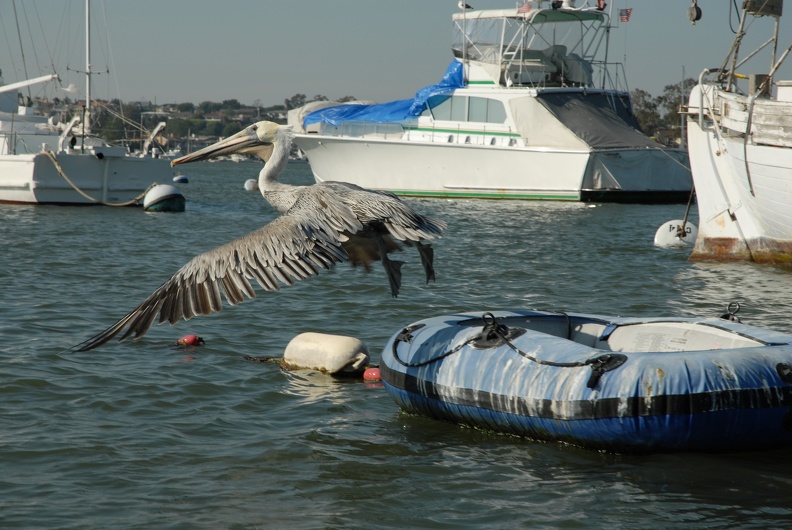 A pelican in Newport Yacht Harbor
