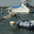 A pelican in Newport Yacht Harbor.jpg