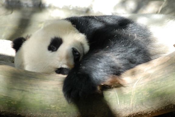 Mama panda taking a nap