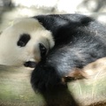 Mama panda taking a nap