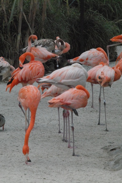 Snoozing flamingos
