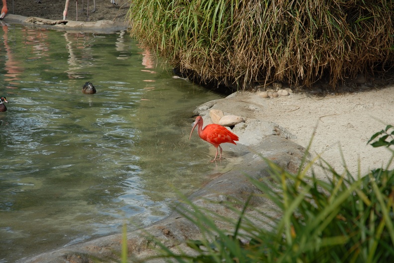 Some unknown bird in the flamingo pool
