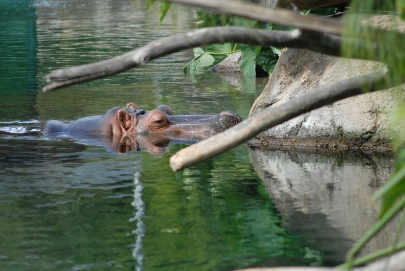 The hippo pond
