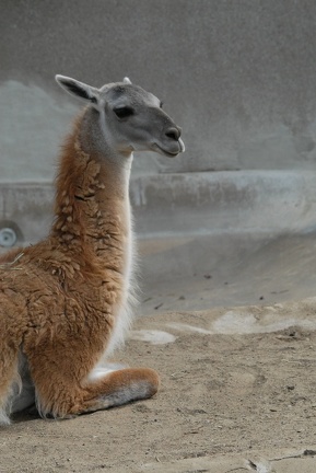 The llama posing