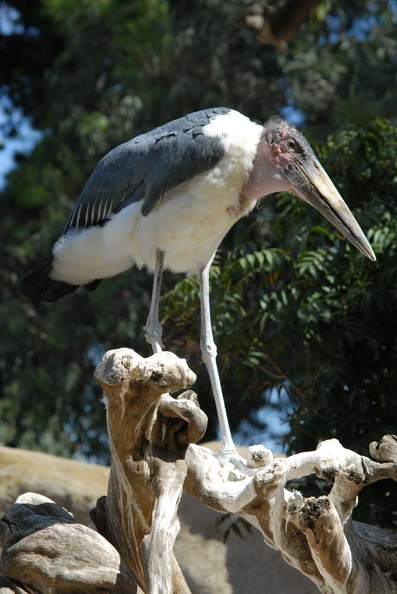 A stork on a stick.jpg