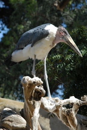 A stork on a stick