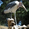 A stork on a stick