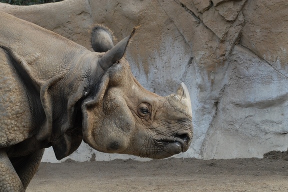 An old rhino