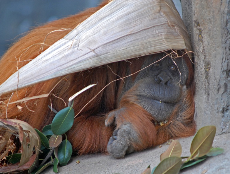 An orangutan hiding under a leaf