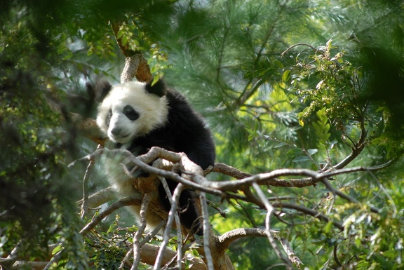 Baby panda resting in a a tree
