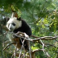 Baby panda resting in a a tree