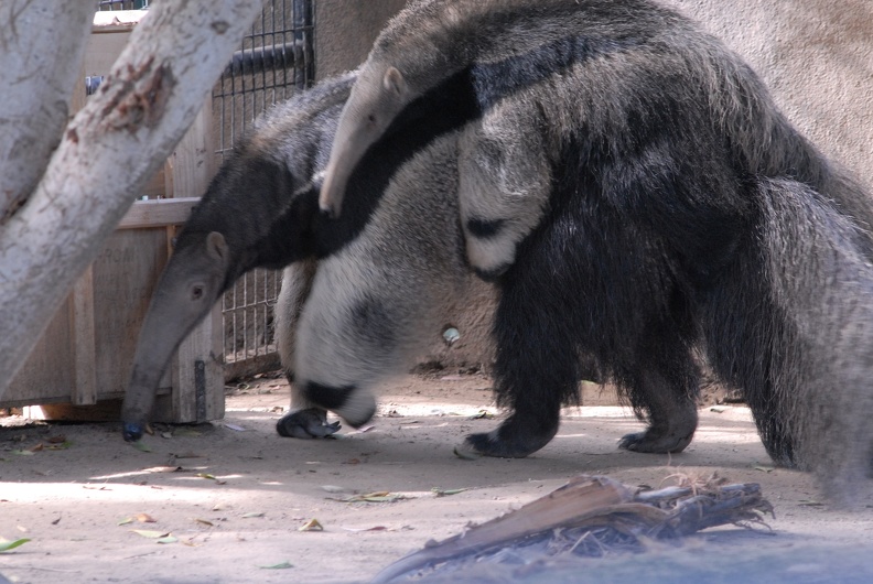 Do you see the baby anteater on mamas back.jpg