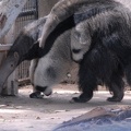 Do you see the baby anteater on mamas back