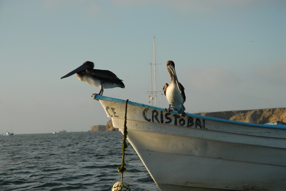 Pelicans and a panga