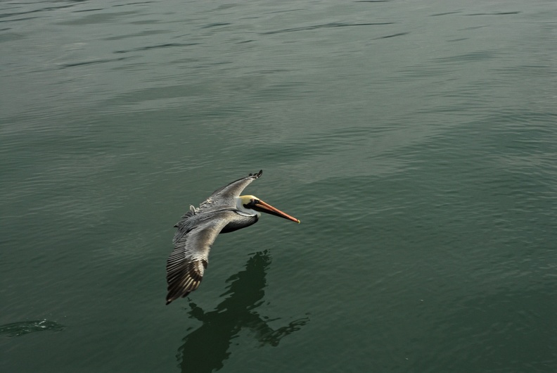 Pelican hunting next to the boat.jpg