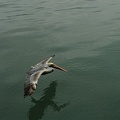 Pelican hunting next to the boat