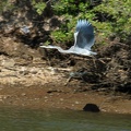 Beautiful blue heron in flight