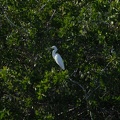 A beautiful egret
