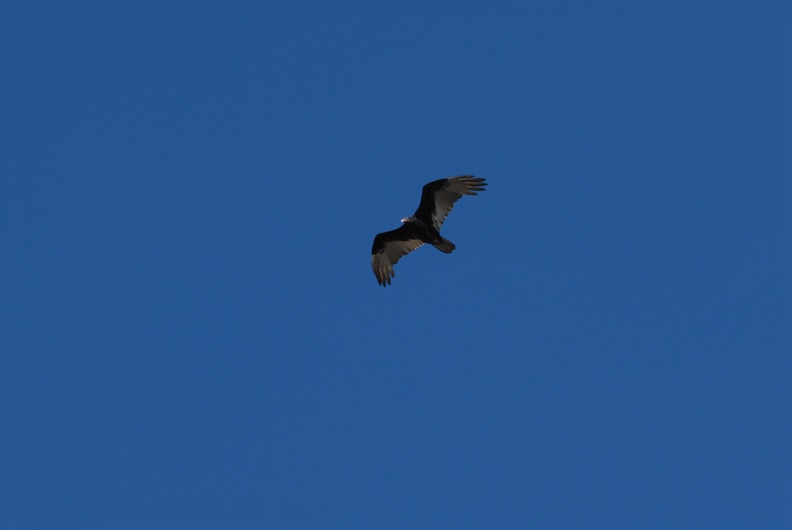 A turkey vulture from below.jpg