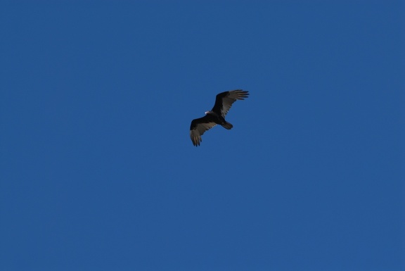 A turkey vulture from below