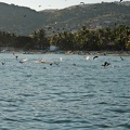 Pelicans hunting in the bay next to the boat