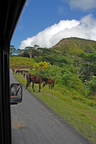 Wild horses in the Marquesas