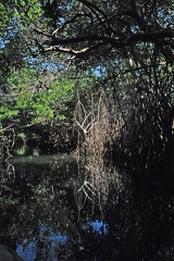 More mangroves